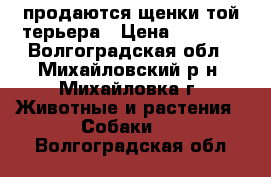 продаются щенки той-терьера › Цена ­ 4 000 - Волгоградская обл., Михайловский р-н, Михайловка г. Животные и растения » Собаки   . Волгоградская обл.